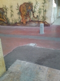 picture_  